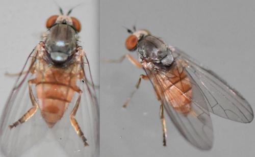 Réf. 269 518 : Protoclythia rufa